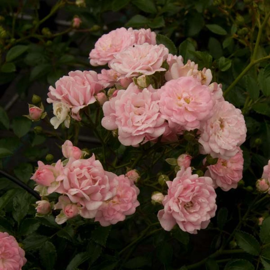 Rosa x polyantha The Fairy - Groundcover Rose