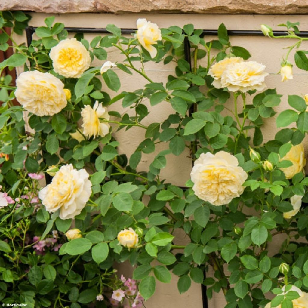 Rosa The Pilgrim - English Climbing Rose
