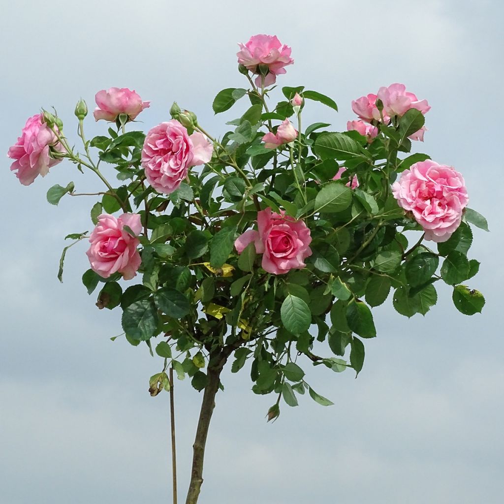 Rosa x floribunda 'Côté Jardin' - Standard Rose