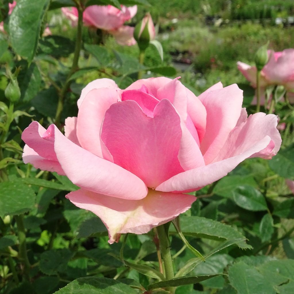 Rosa x floribunda 'Côté Jardin' - Standard Rose