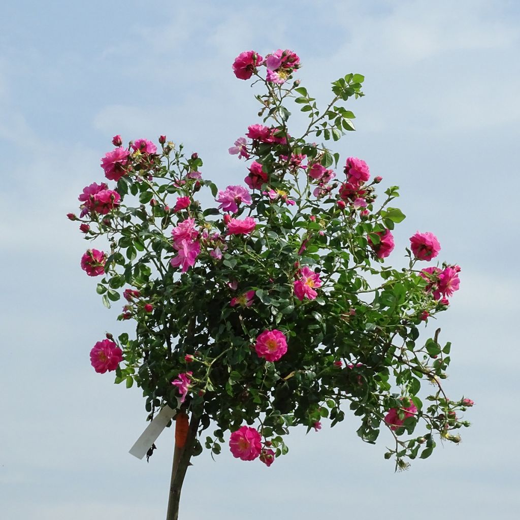 Rosa  Magic Meillandecor 'Meibonrib' - Weeping Rose