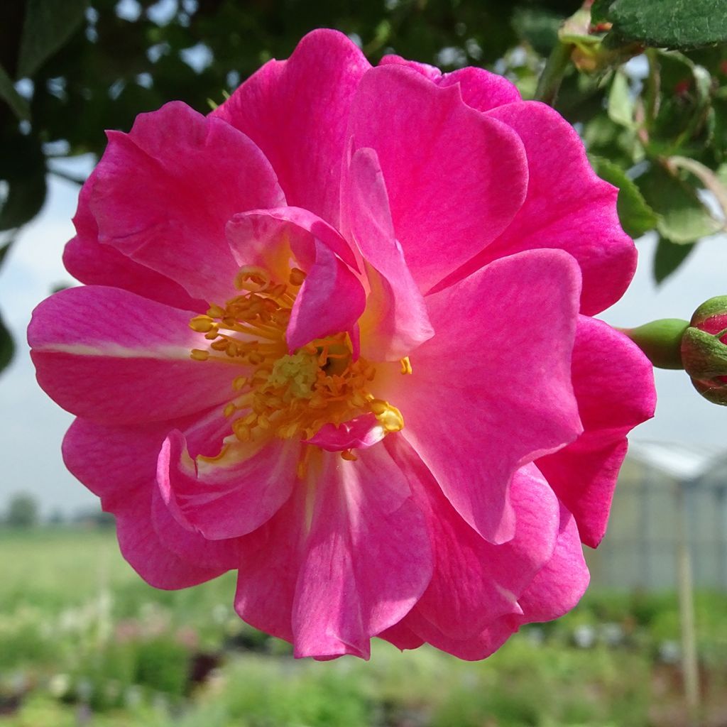Rosa  Magic Meillandecor 'Meibonrib' - Weeping Rose