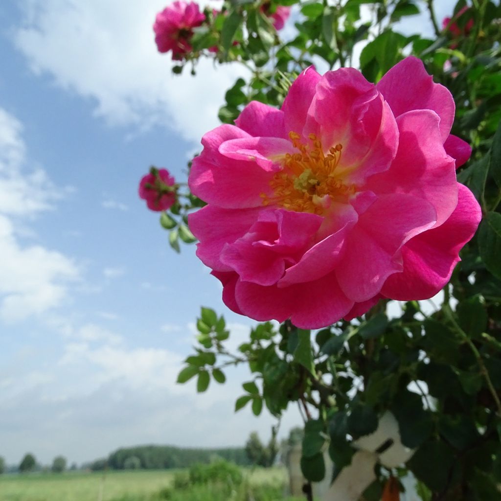 Rosa  Magic Meillandecor 'Meibonrib' - Weeping Rose