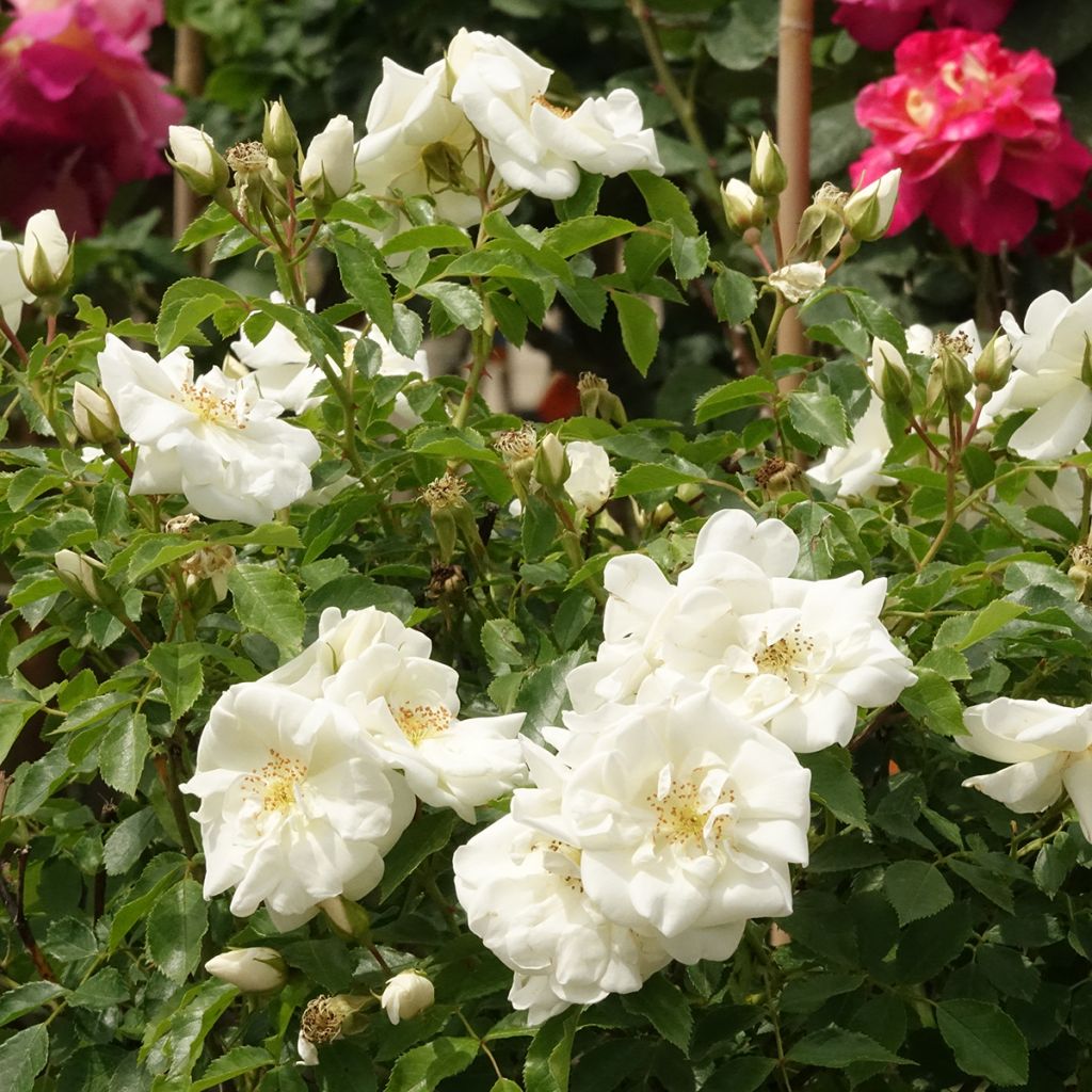 Rosa x floribunda Decorosier Opalia  - Shrub Rose