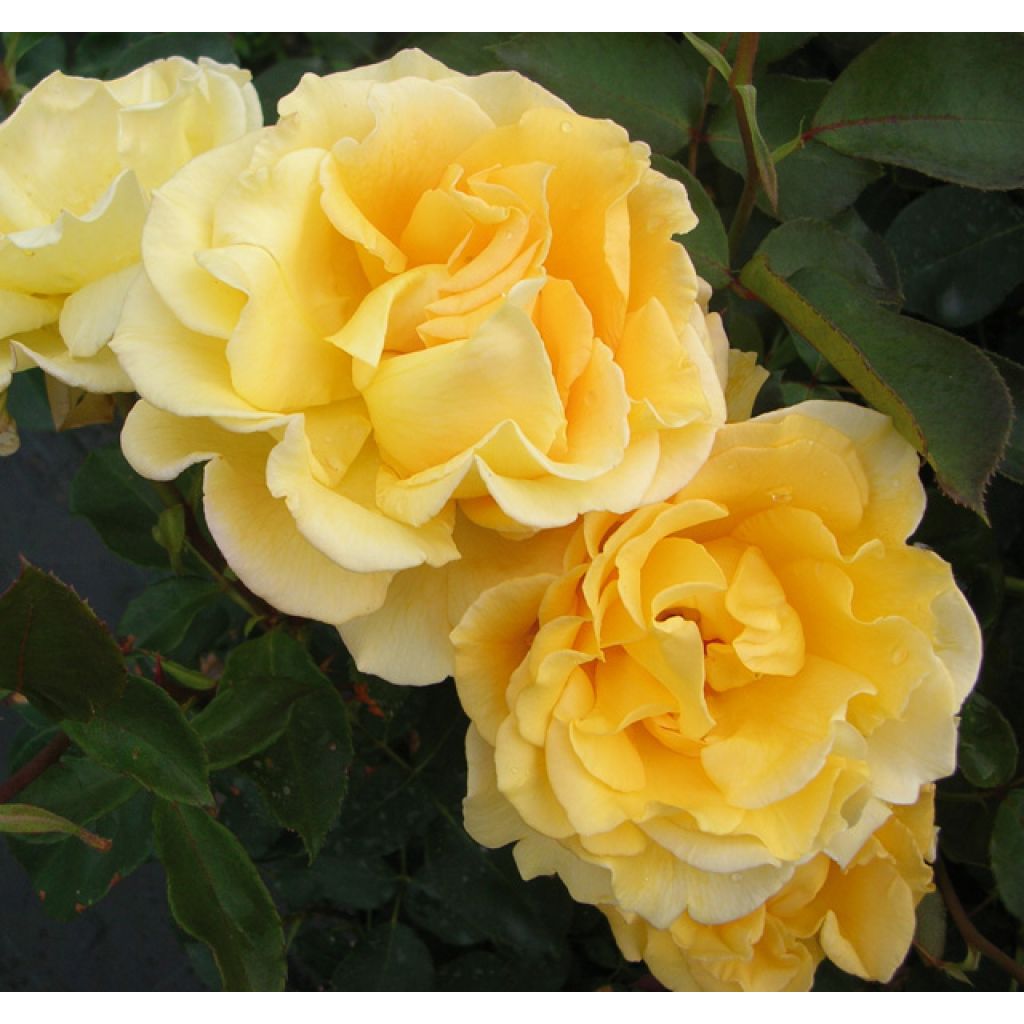 Rosa Ville de Chine - Shrub Rose
