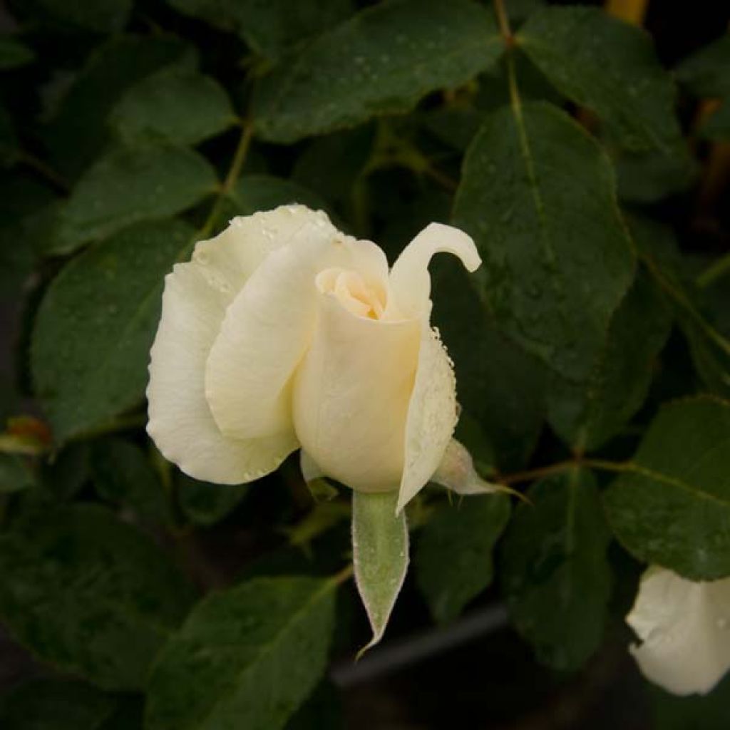 Rosa White Symphony - Hybrid Tea Rose