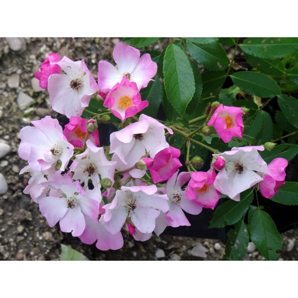 Rosa Ballerina
