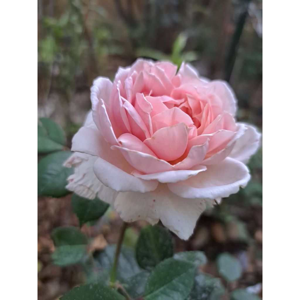 Rosa Brother Cadfael - Shrub Rose