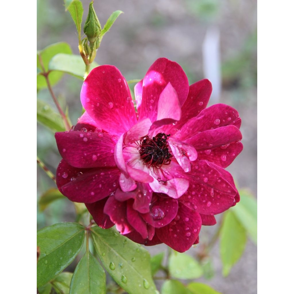 Rosa Burgundy Ice - Floribunda Rose