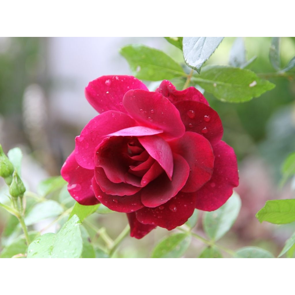 Rosa Burgundy Ice - Floribunda Rose