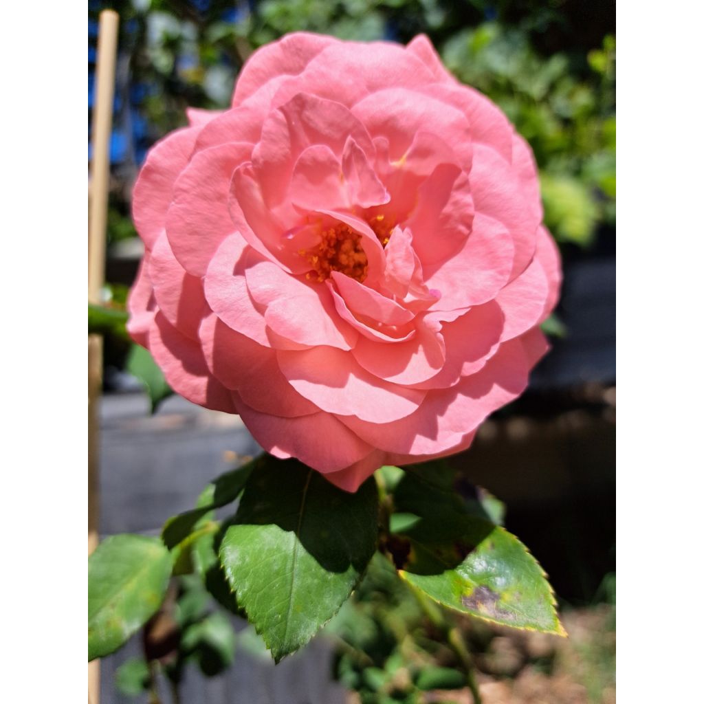 Rosa 'Elaine Paige' - Hybrid Tea Rose