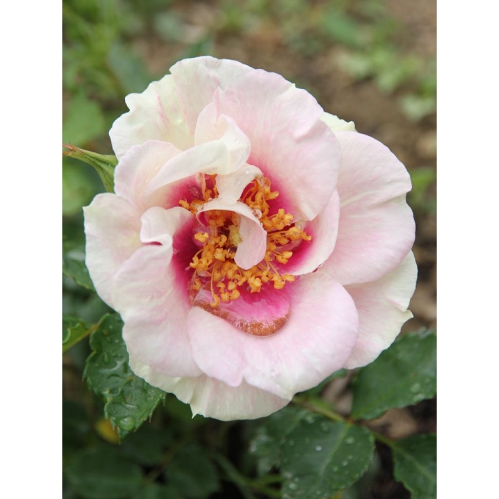 Rosa Eyes for You - Persian Rose