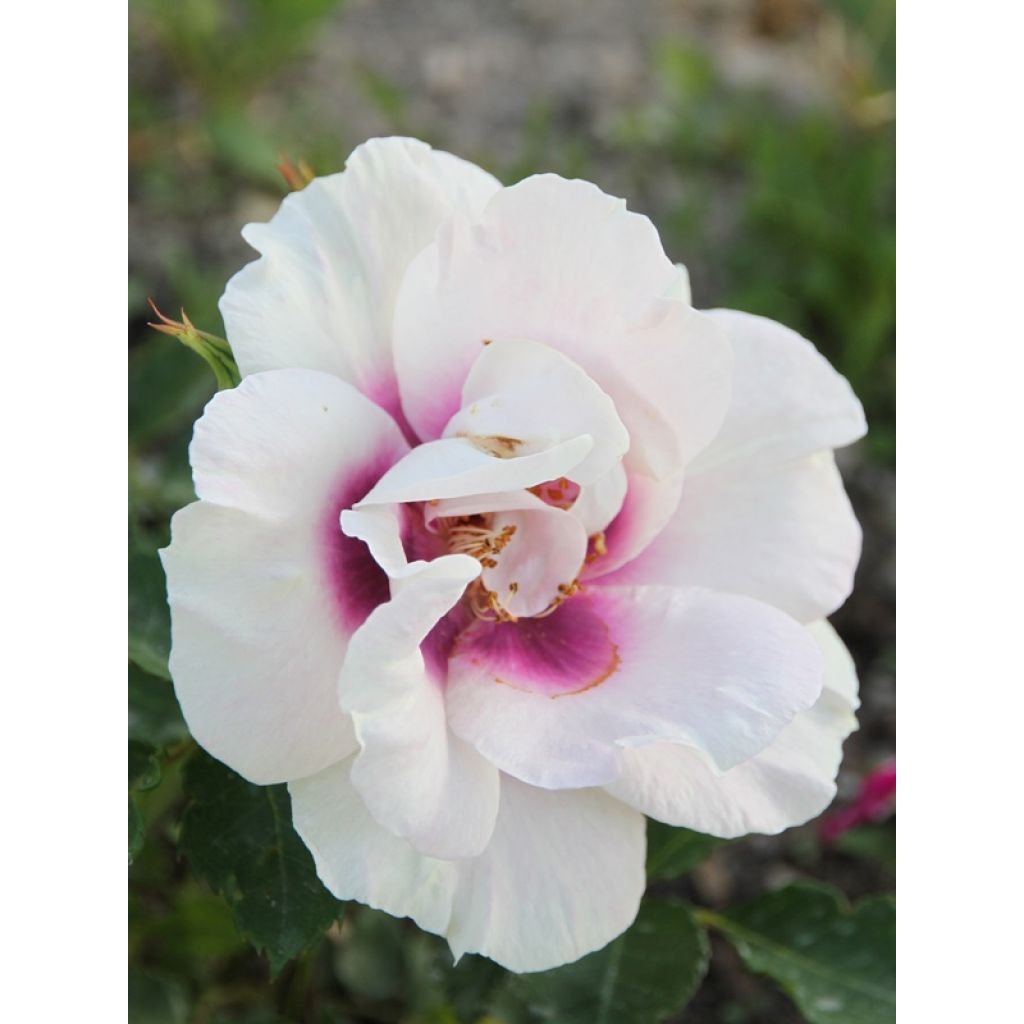Rosa Eyes for You - Persian Rose