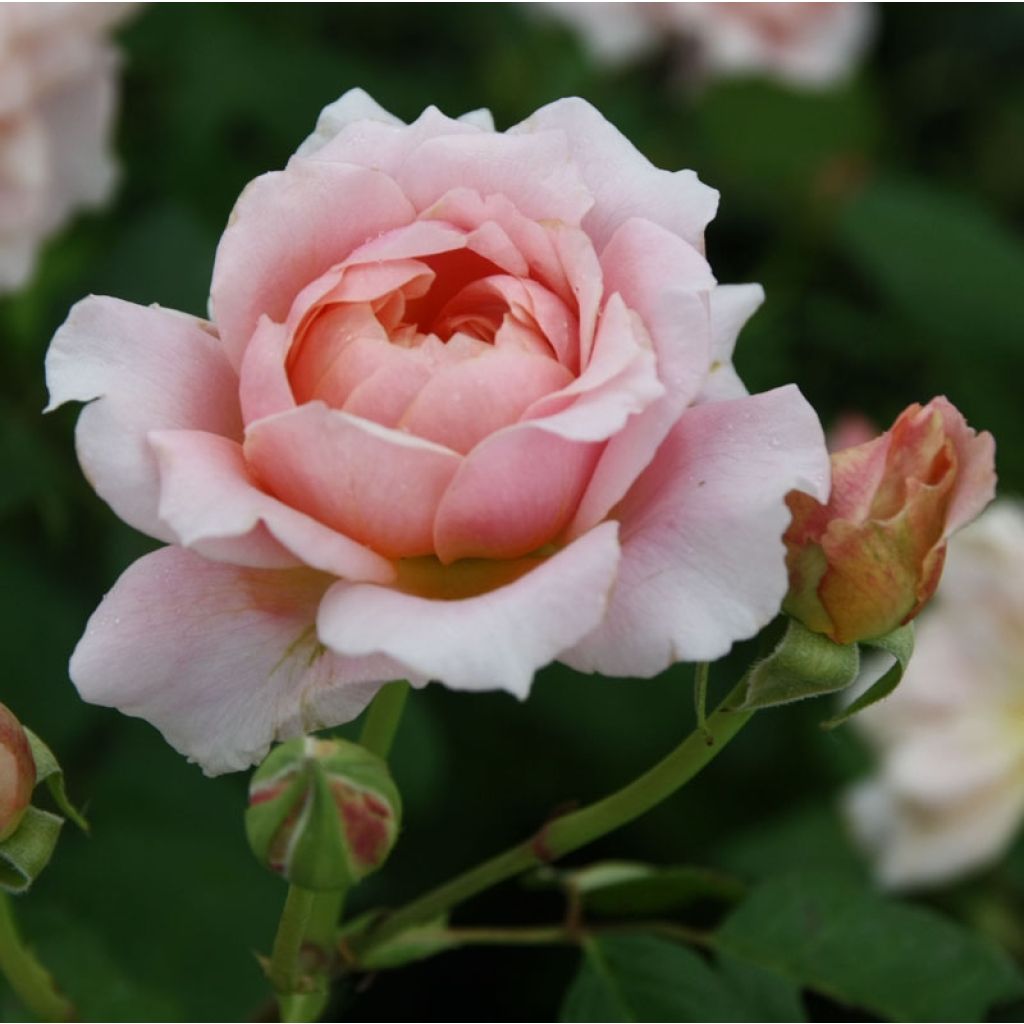 Rosa Generosa - 'Festival des Jardins de Chaumont' - Shrub Rose