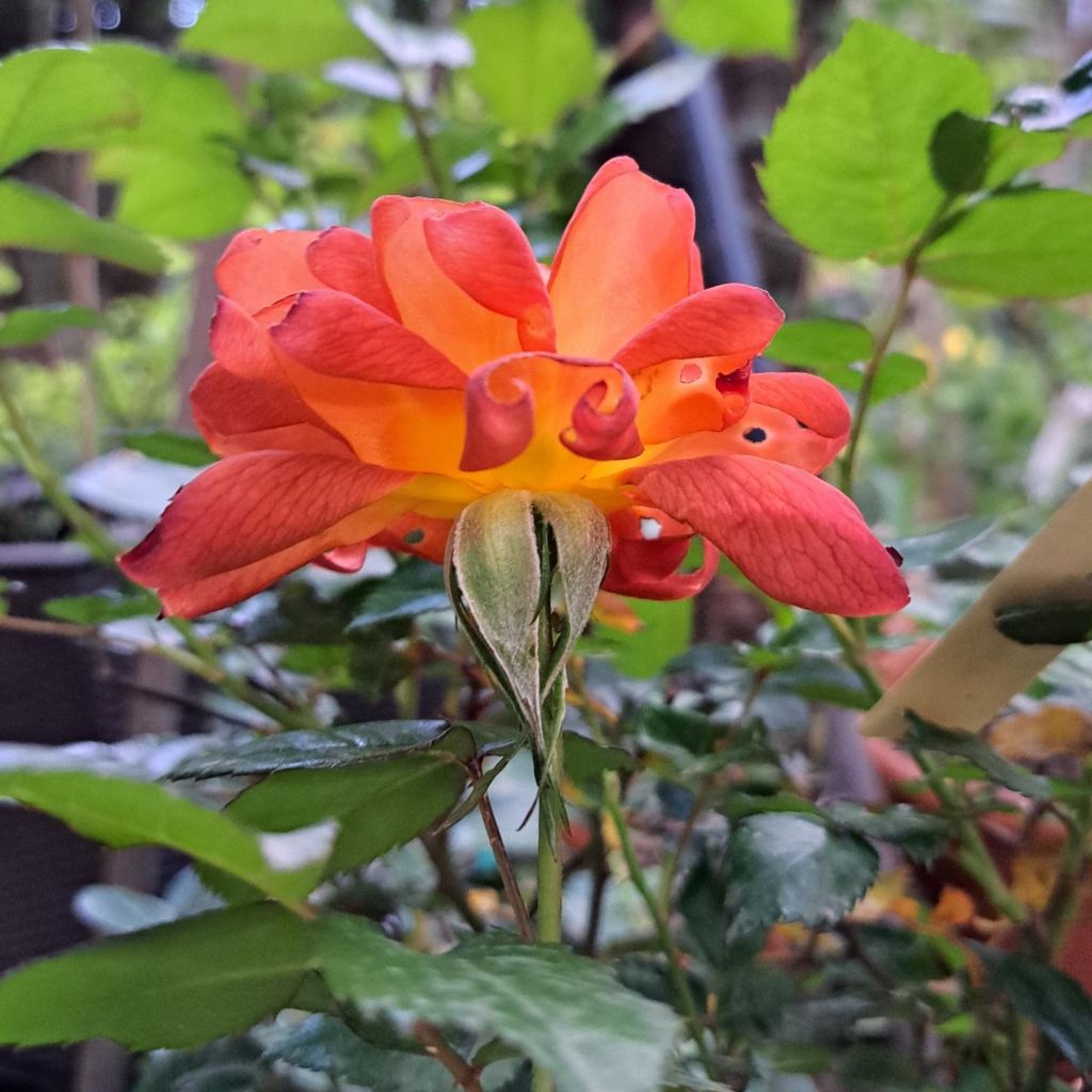 Rosa floribunda Havanna