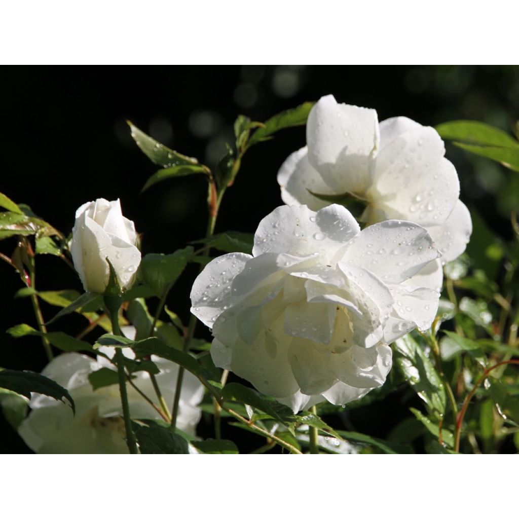 Rosa 'Fée des neiges' (Iceberg) - Shrub Rose