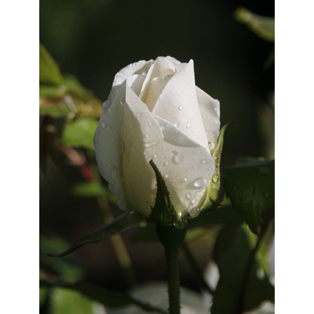 Rosa 'Fée des neiges' (Iceberg) - Shrub Rose