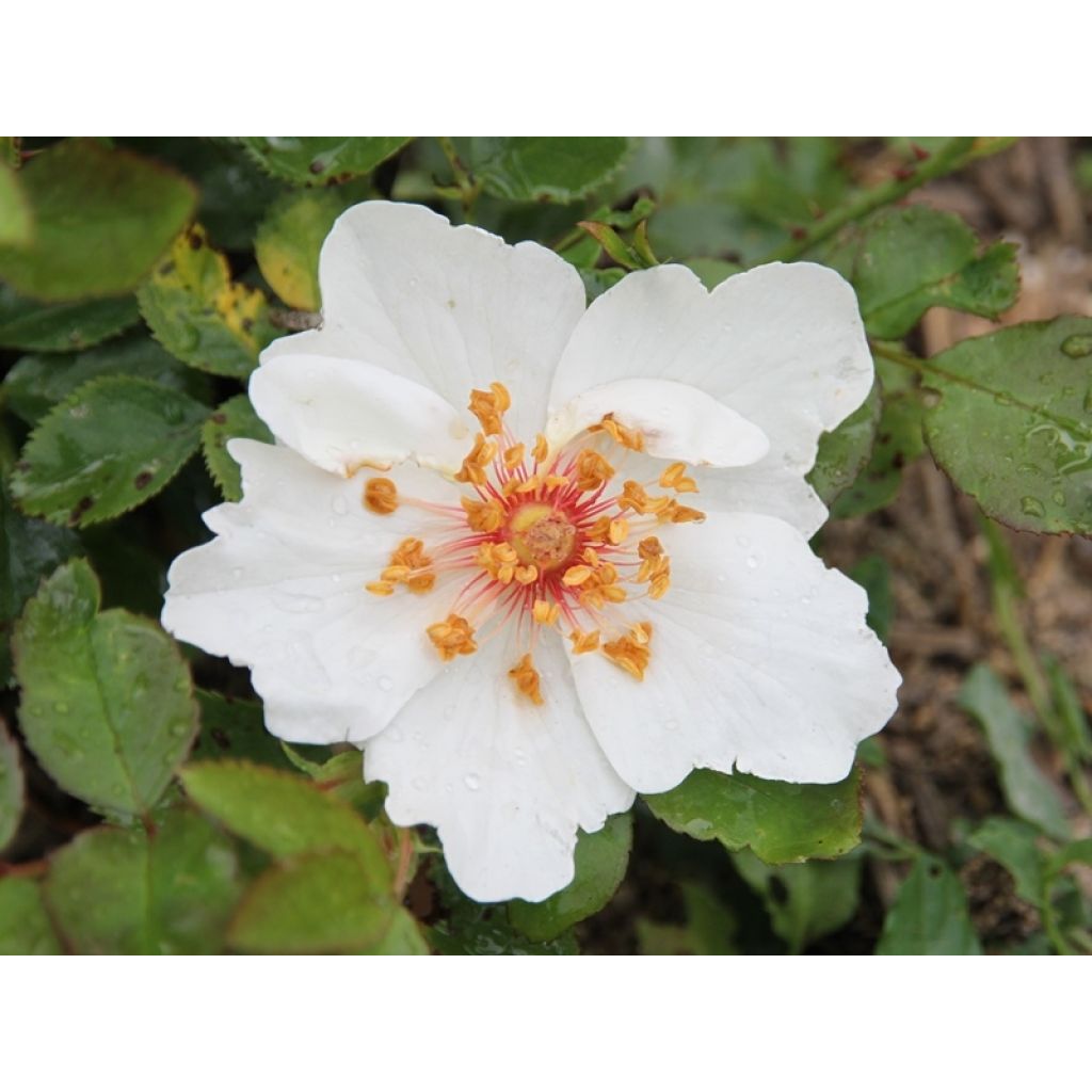 Rosa Jacqueline du Pré - Hybrid Tea