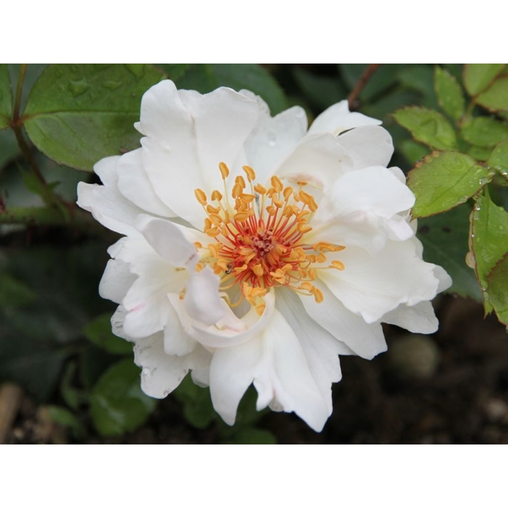 Rosa Jacqueline du Pré - Hybrid Tea