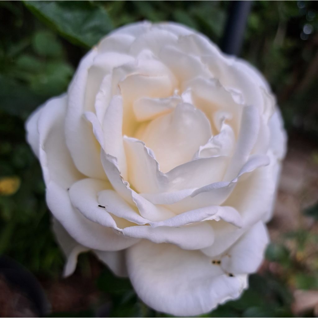 Rosa 'Jeanne Coeur' (Oranobri)