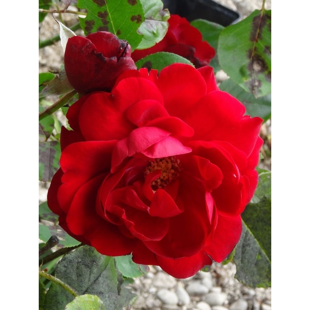 Rosa x floribunda Lili Marleen