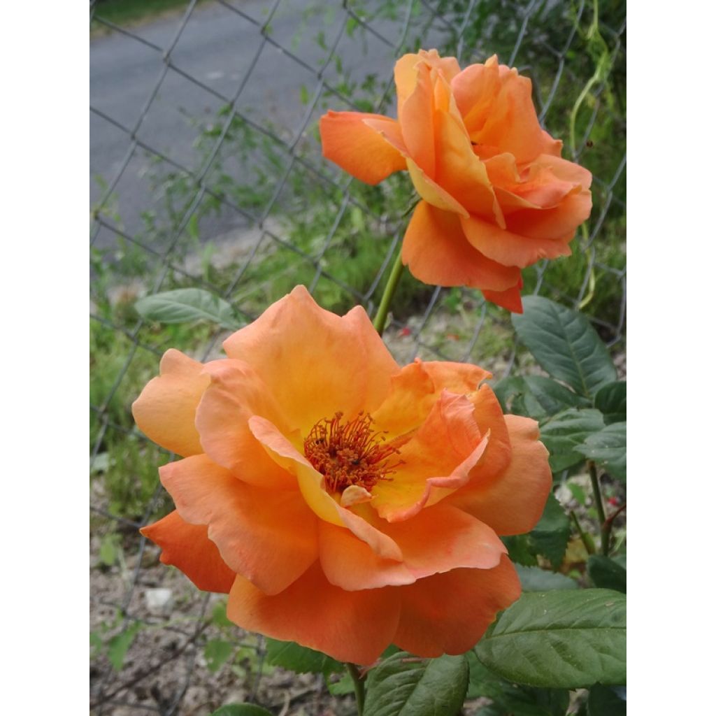 Rosa 'Louis de Funes' - Shrub Rose
