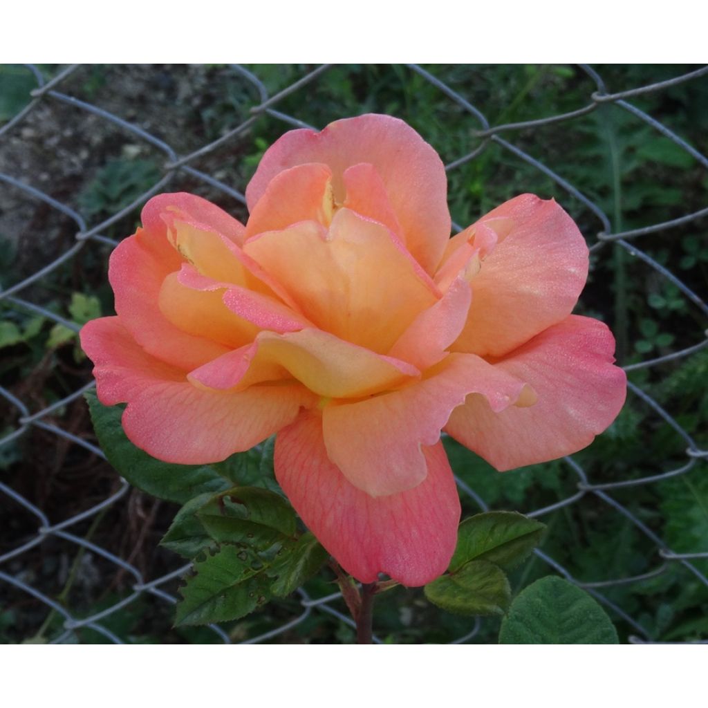Rosa 'Louis de Funes' - Shrub Rose