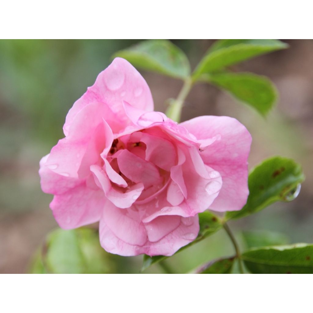 Rosa Decorosier Mareva