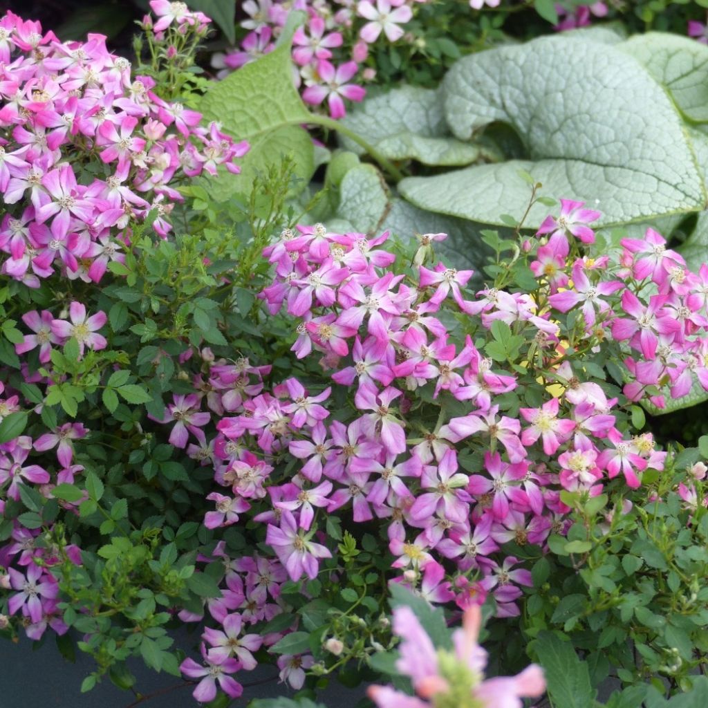 Rosa x polyantha GALAXY Antares - Miniature Rose