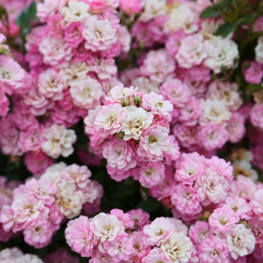 Rosa x polyantha GALAXY Naos - Miniature Rose