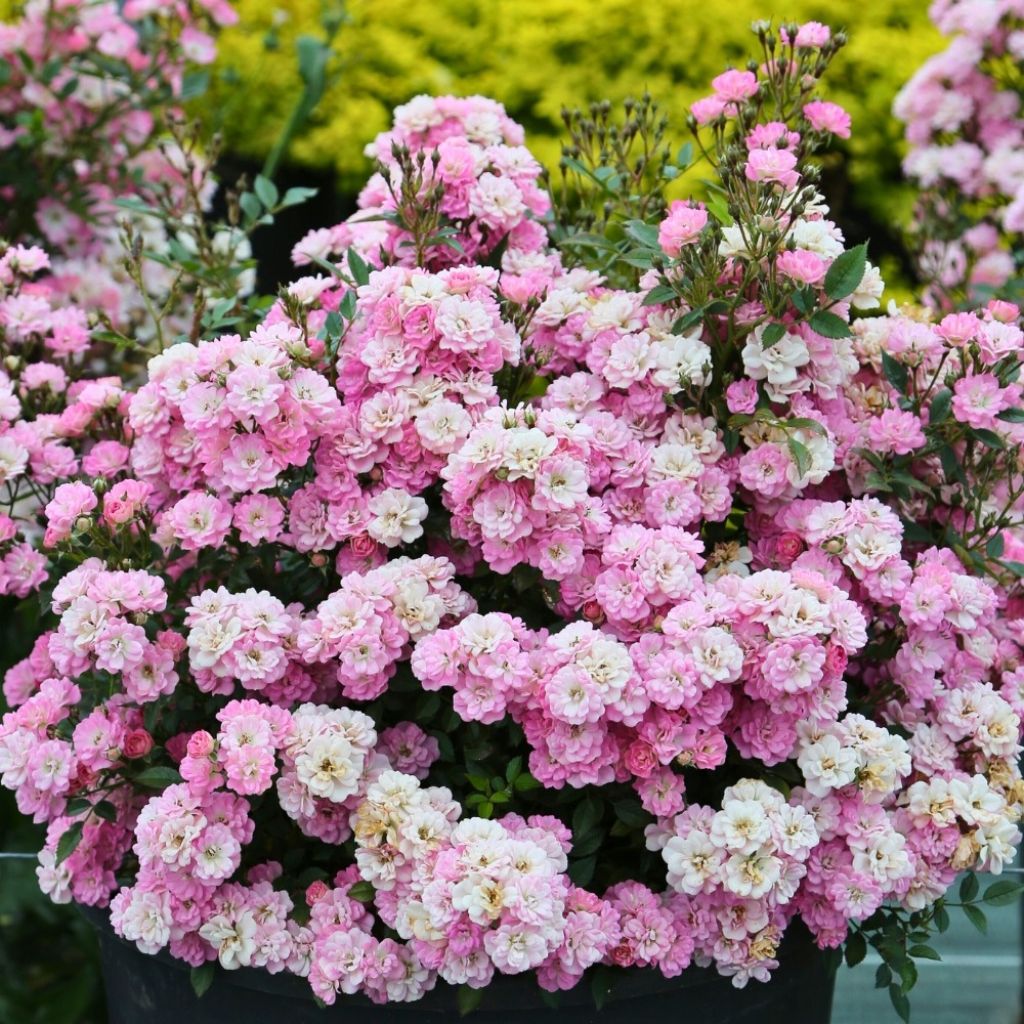 Rosa x polyantha GALAXY Naos - Miniature Rose