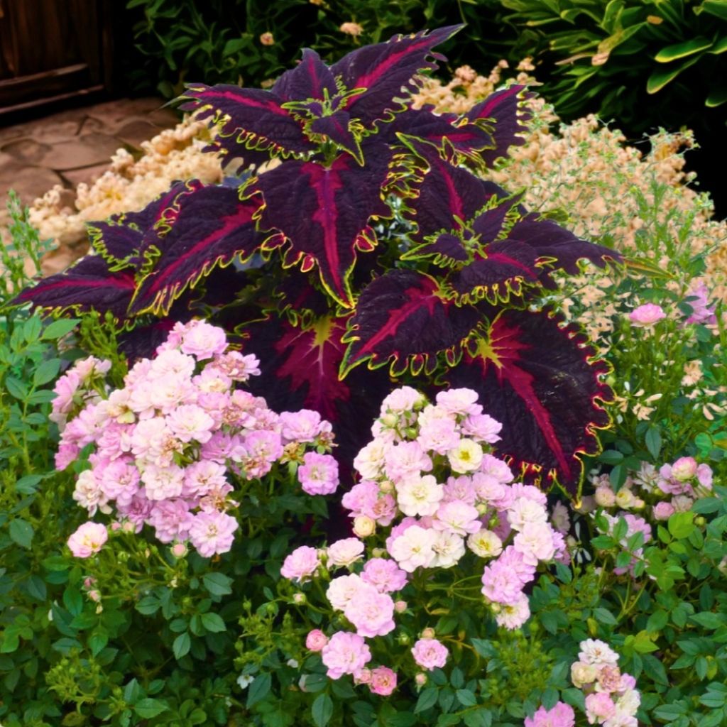 Rosa x polyantha GALAXY Naos - Miniature Rose