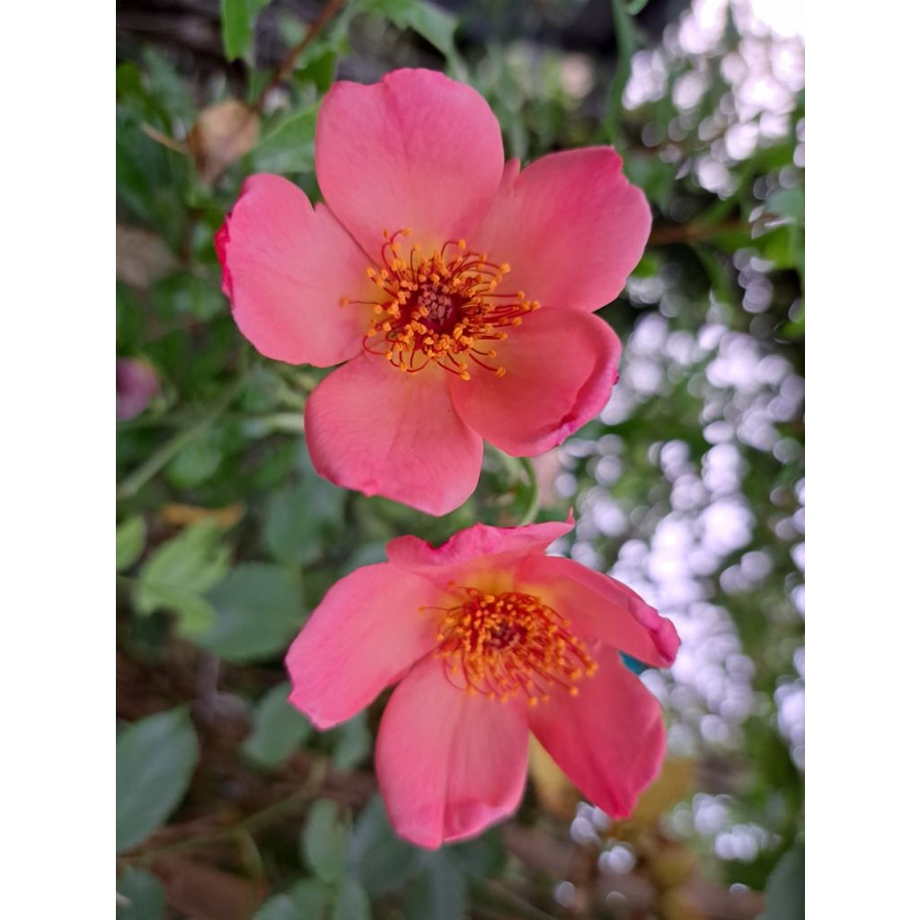 Rosa Morning Mist - English Rose