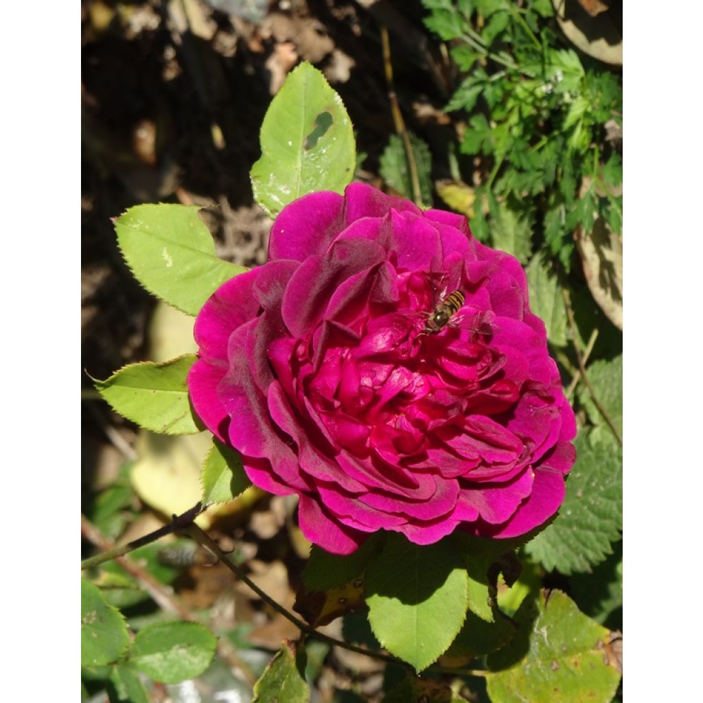 Rosa Munstead Wood