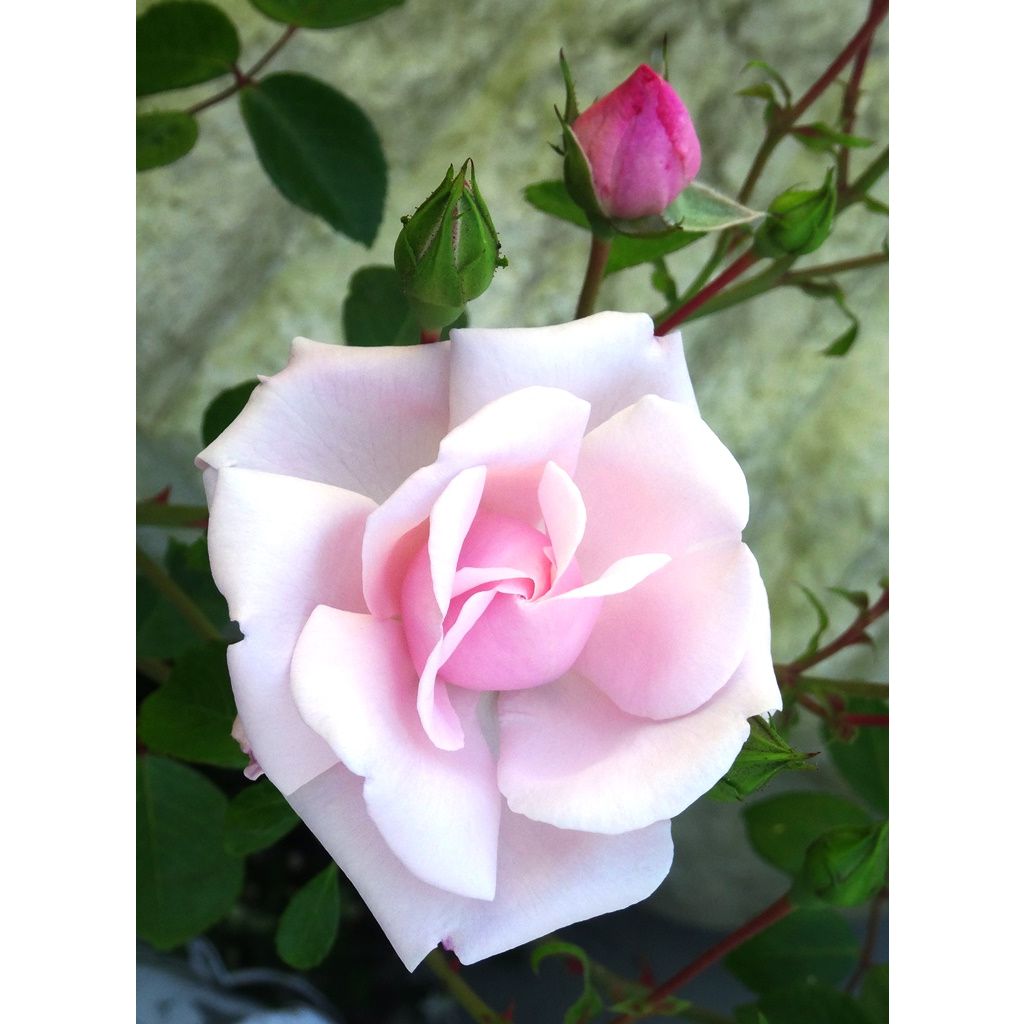 Rosa x wichuraiana 'New Dawn'