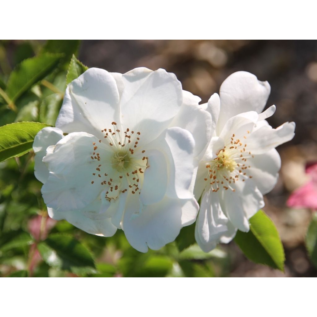 Rosa  Decorosiers Opalia 'Noaschnee'