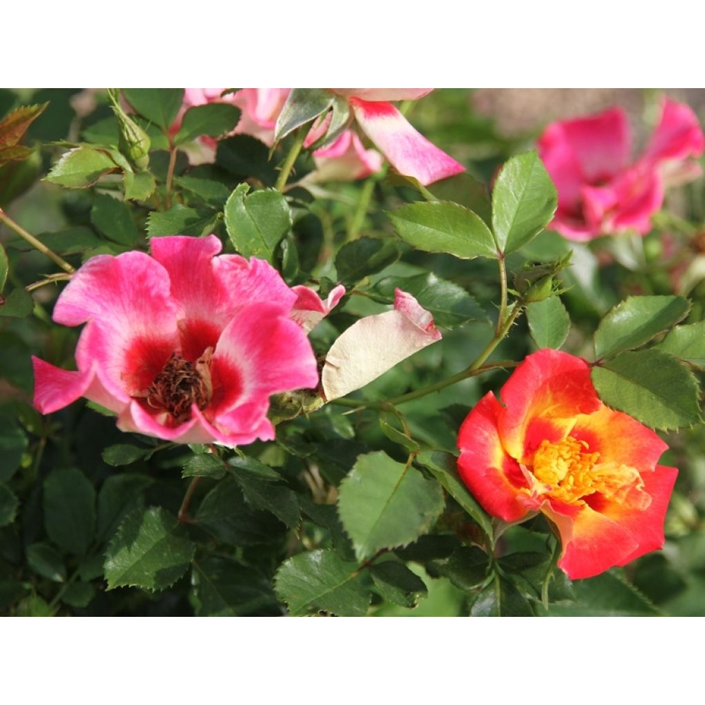 Rosa x persica 'Queen Babylon Eyes' - Miniature Rose