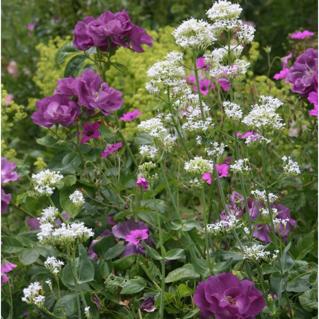 Rosa Rhapsody In Blue - Shrub Rose