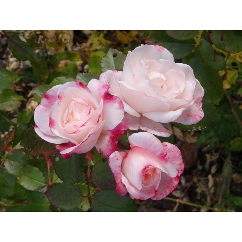 Rosa x floribunda 'Triple Treat' (Rosenstadt Freising) - Shrub Rose