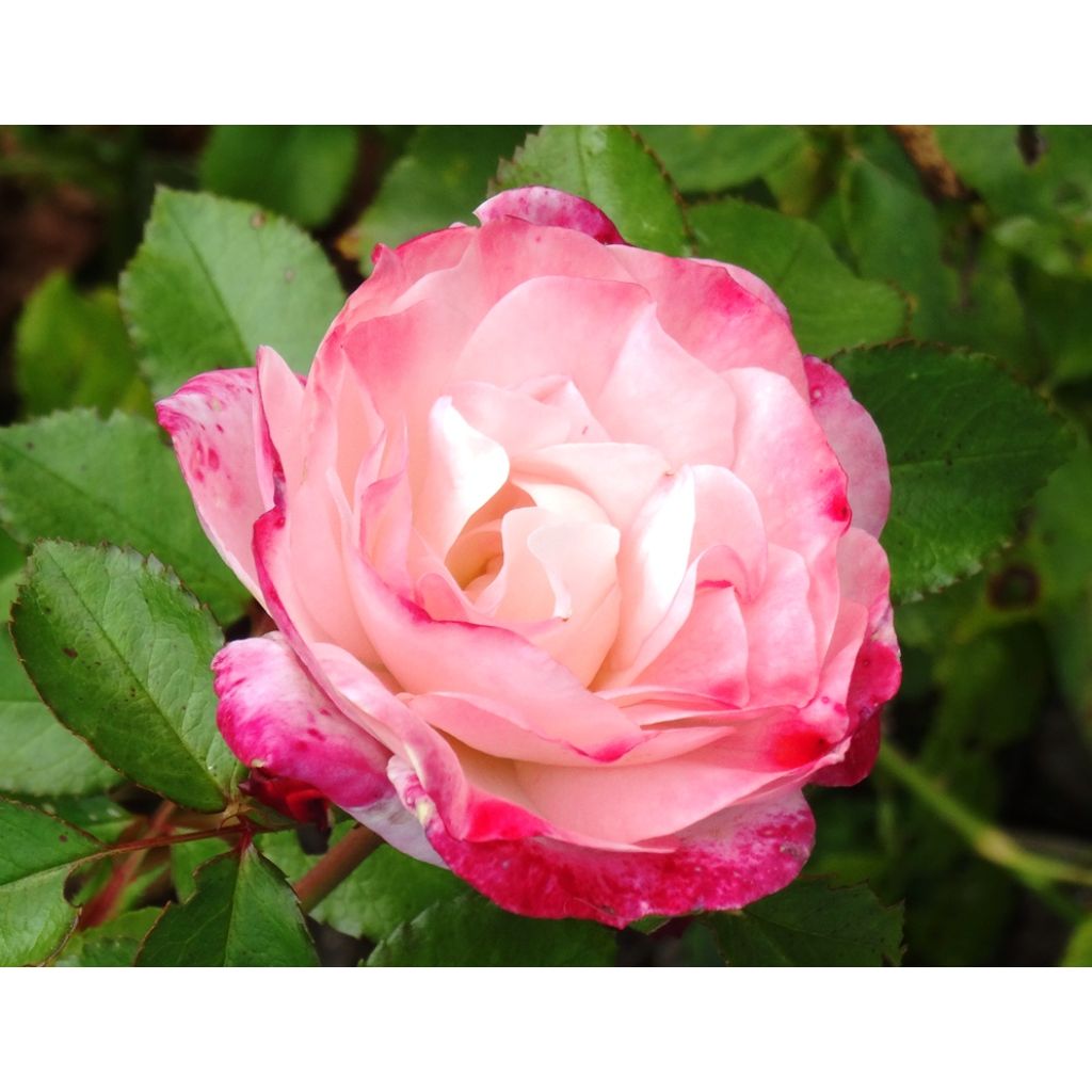 Rosa x floribunda 'Triple Treat' (Rosenstadt Freising) - Shrub Rose