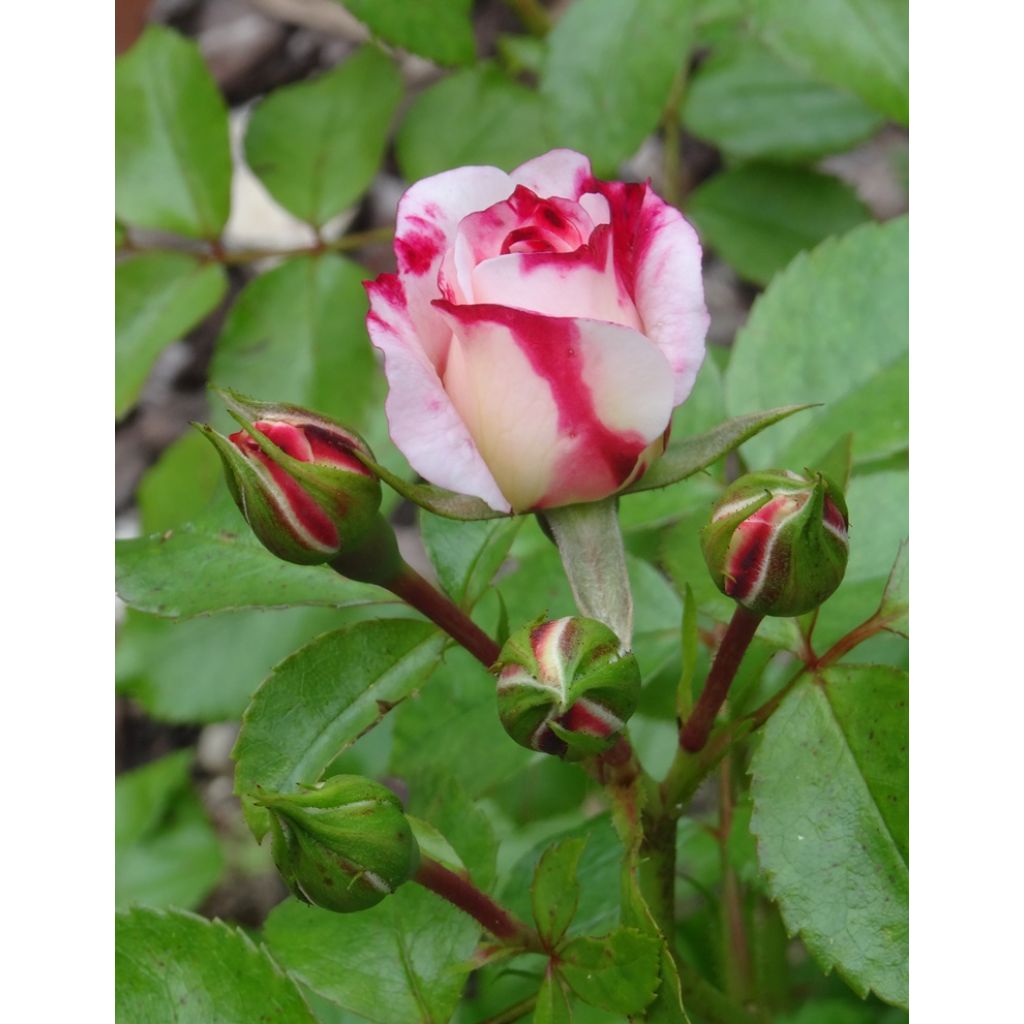 Rosa x floribunda 'Triple Treat' (Rosenstadt Freising) - Shrub Rose