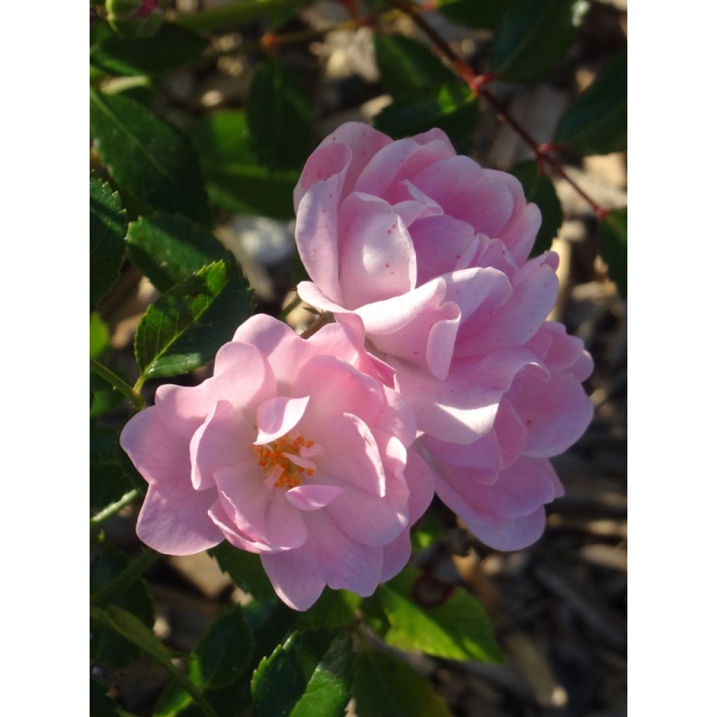 Rosa x polyantha The Fairy - Groundcover Rose