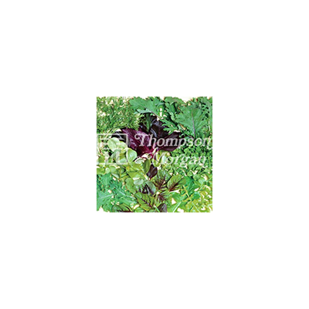 Salad Leaves Fancy Summer Mix - Mesclun