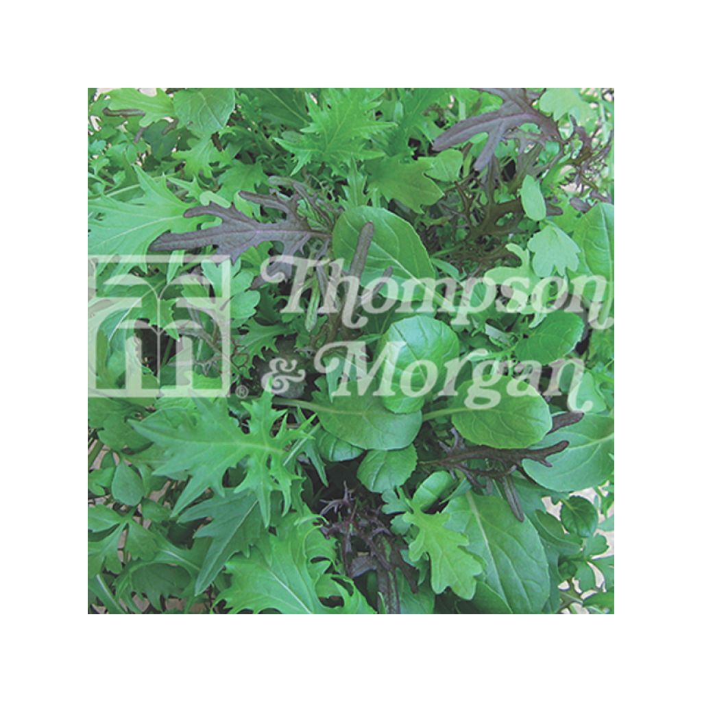 Salad Leaves Speedy Mix - Mesclun