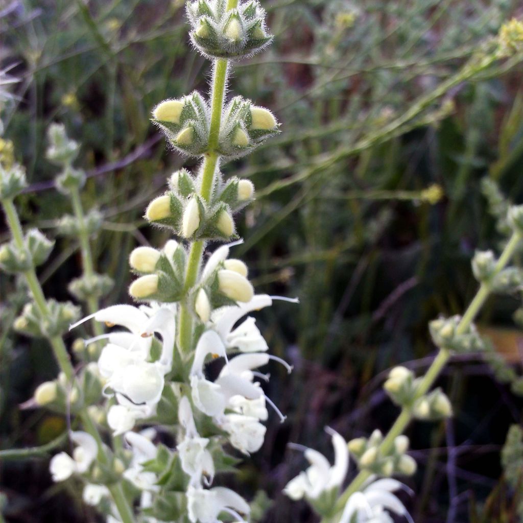 Salvia argentea
