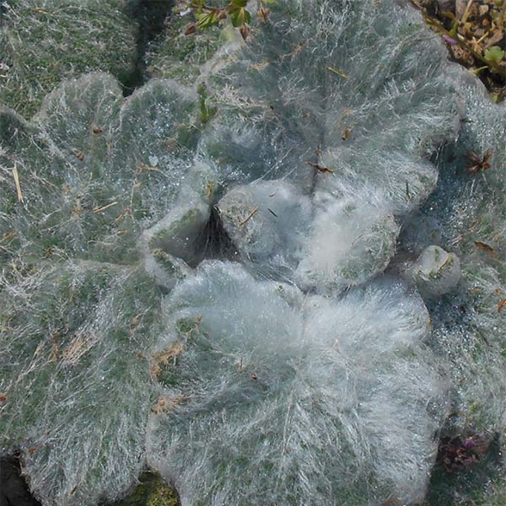Salvia argentea