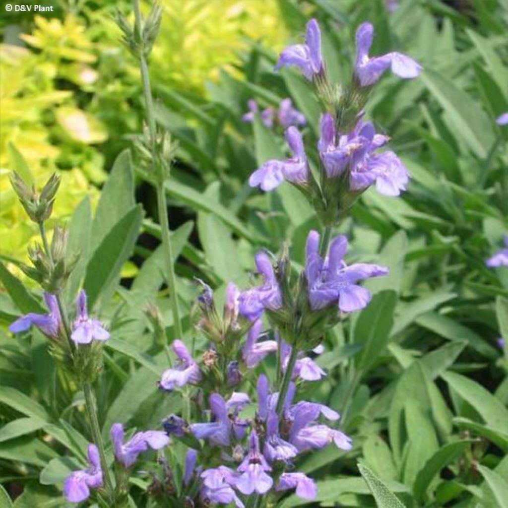 Salvia lavandulifolia