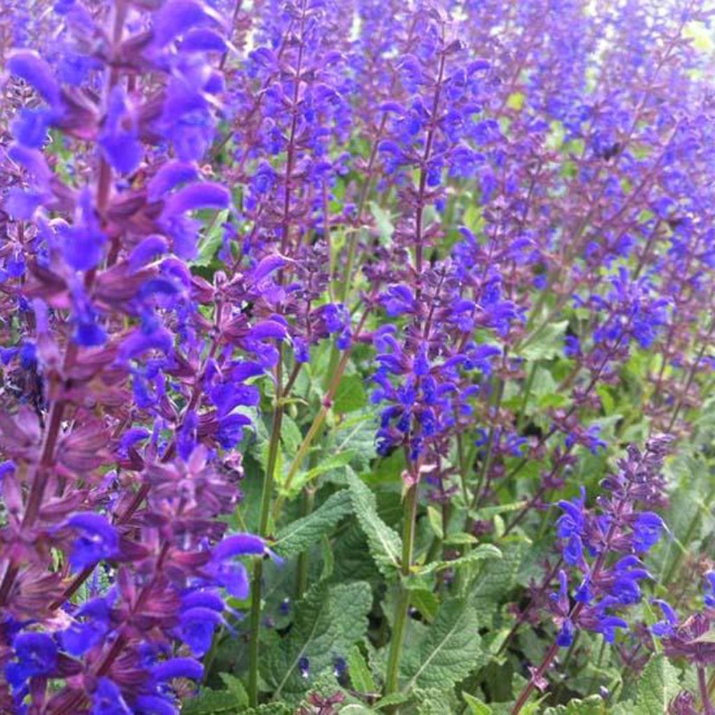 Salvia nemorosa Viola Klose - Woodland Sage