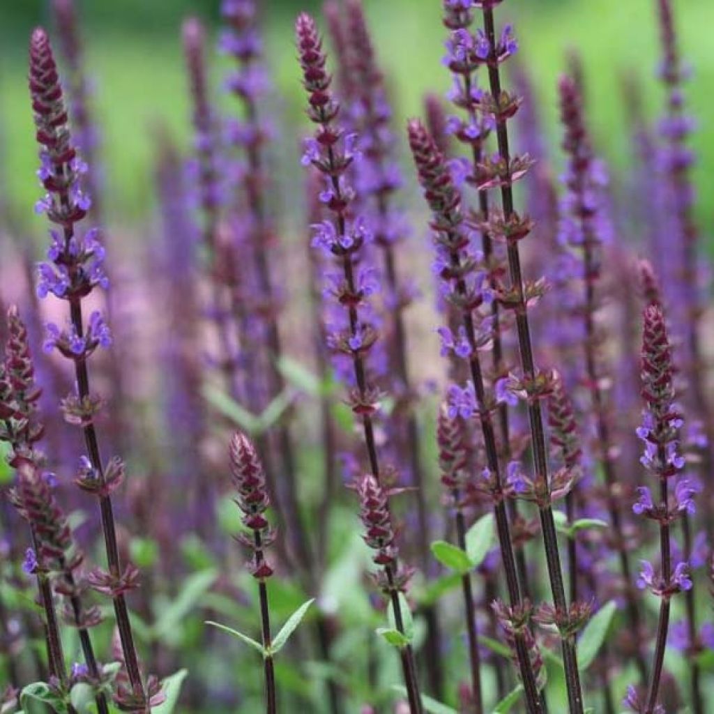 Salvia nemorosa Caradonna - Woodland Sage
