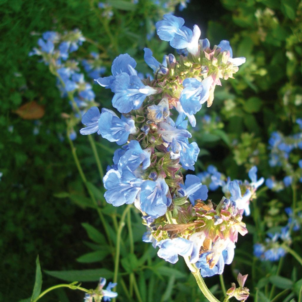 Salvia uliginosa